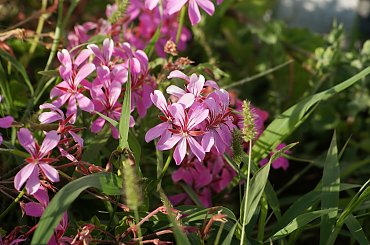 Wulkaniczna wyspa na Atlantyku, pełna kwiatów i zieleni. #Atlantic #Atlantyk #island #ocean #Teneriffe #Teneryfa #volcano #wulkan #wyspa