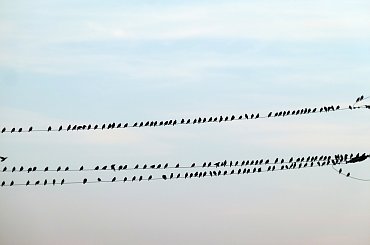 chyba są to szpaki ? było daleko, a ja miałam tylko lumixa, na dokładkę wysiadłam z auta przy bardzo ruchliwej drodze ... #ptaki #szpaki