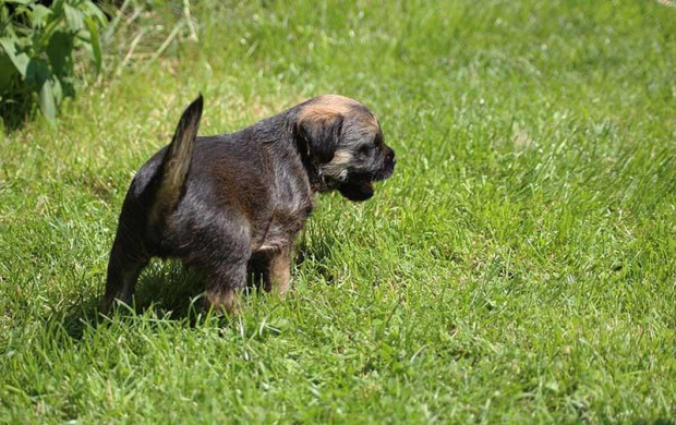 MIOT A (SAVAGE Melodia Szczurołapa & Pro Equi /FCI/ Comforion ) border terrier