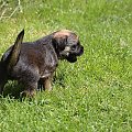 MIOT A (SAVAGE Melodia Szczurołapa & Pro Equi /FCI/ Comforion ) border terrier