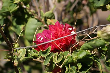 Wulkaniczna wyspa na Atlantyku, pełna kwiatów i zieleni. #Atlantic #Atlantyk #island #ocean #Teneriffe #Teneryfa #volcano #wulkan #wyspa