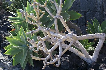 Wulkaniczna wyspa na Atlantyku, pełna kwiatów i zieleni. #Atlantic #Atlantyk #island #ocean #Teneriffe #Teneryfa #volcano #wulkan #wyspa