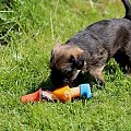 MIOT A (SAVAGE Melodia Szczurołapa & Pro Equi /FCI/ Comforion ) border terrier