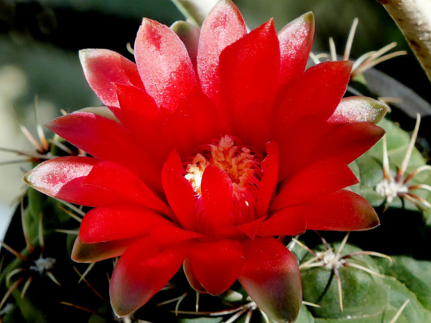 Gymnocalycium baldianum #kaktusy