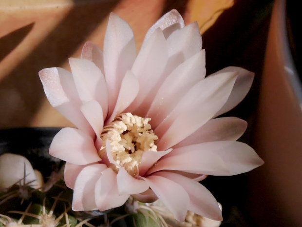 Gymnocalycium quehlianum #kaktusy