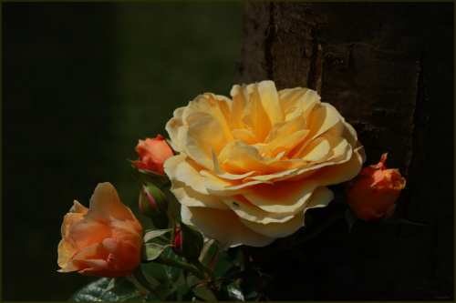 Z letnim pozdrowieniem :) #Róża