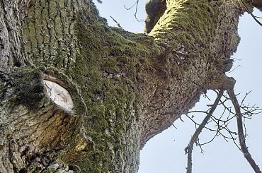 #drzewa #las #lato #przyroda