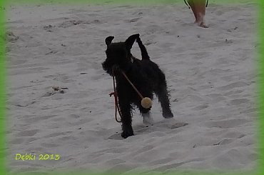 Dębki 2013 #dębki #morze #pies #sznaucer #wakacje