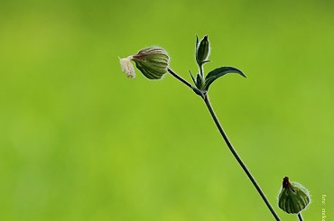 chwaścik - lepnica biała ... **** ulub. ewawardzala; gonzki **** #chwasty #lato #LepnicaBiała #łąka #przyroda