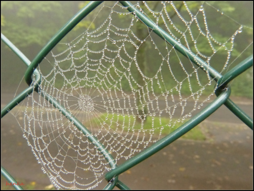 pajeczynka na ogrodzeniu #pajęczynki