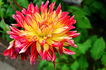 dalie w moim ogrodzie ... :) #dalie #jesień #KoniecLata #kwiaty #ogród #wrzesień