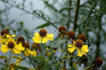 mój ogródkowy bałagan ... #jesień #kwiaty #ogród #trawy #dzielżany