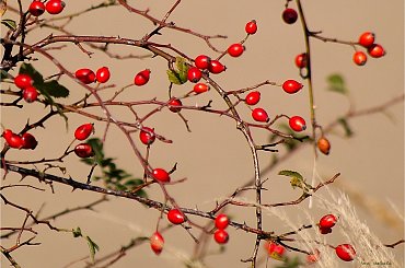 u mnie dzisiaj ponuro, i siąpi z nieba jakieś byle co ... **** ulub. gonzki **** #DzikaRóża #jesień #NaŁące #NaPolu #owoce