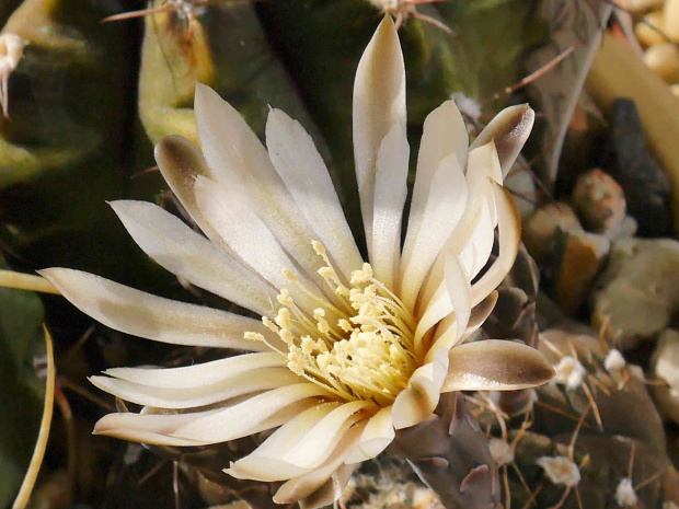 Gymnoalycium ragonesei #kaktusy