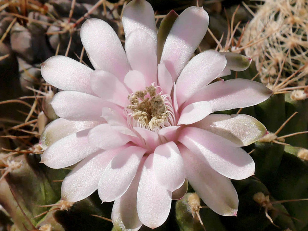 Gymnocalycium damsii #kaktusy