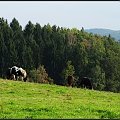 Stado krów.. które okazały sie łaciatymi końmi :) rasa tinker