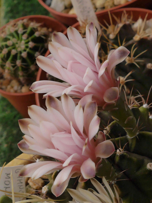 Gymnocalycium michanovichi