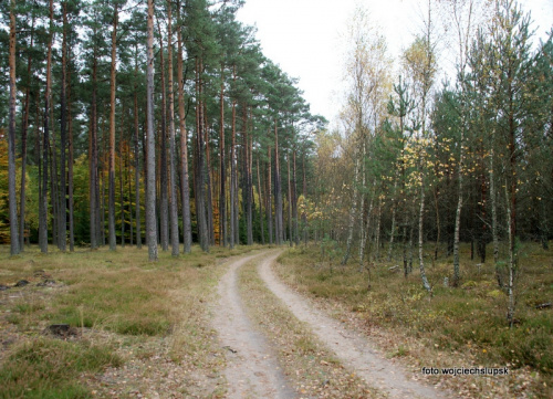 spacerek leśny