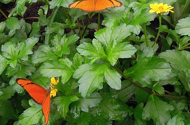 Motyle w Ogrodzie Botanicznym Amsterdam 2014 #motyle