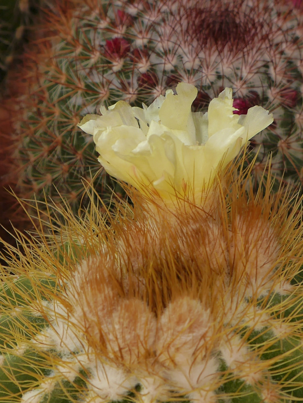 Eriocactus warasil #kaktusy