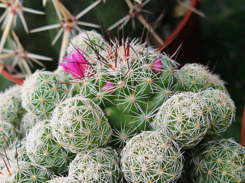 Mammillaria gracilis #kaktusy