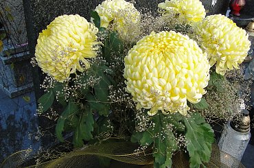 Zaduszkowy spacer po cmentarzu #cmentarz