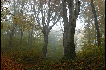 jesień i mgła #mgła