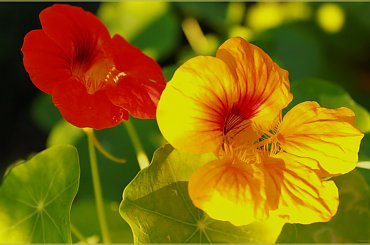 Nasturcja #Nasturcja #kwiat