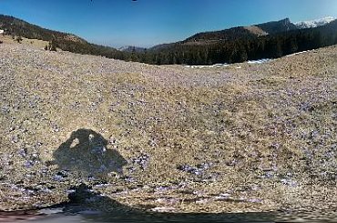 Krokusy na Kalatówkach #góry #Tatry #Zakopane