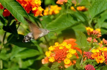 #Furczak #Motyl #Zwisakowate