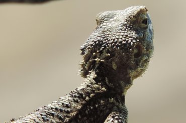 Jaszczurka (Turcja 2013) #Gady #Jaszczurki