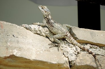 Jaszczurka (Turcja 2013) #Gady #Jaszczurki