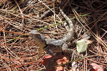 Jaszczurka (Turcja 2013) #Gady #Jaszczurki