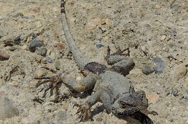 Jaszczurka (Turcja 2013) #Gady #Jaszczurki