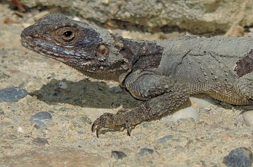 Jaszczurka (Turcja 2013) #Gady #Jaszczurki