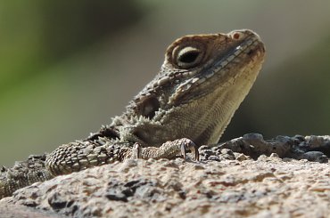 Jaszczurka (Turcja 2013) #Gady #Jaszczurki