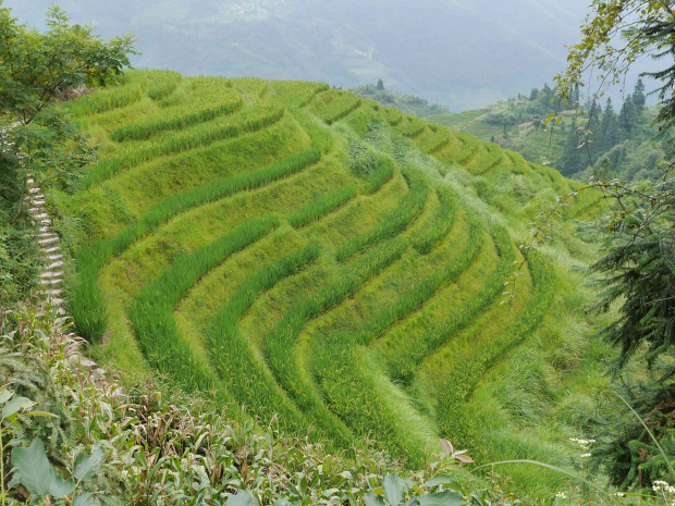 Tarasy pól ryżowych (okolice Longsheng) - region autonomiczny Guangxi