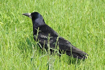 Młody gawron #Gawrony #Ptaki