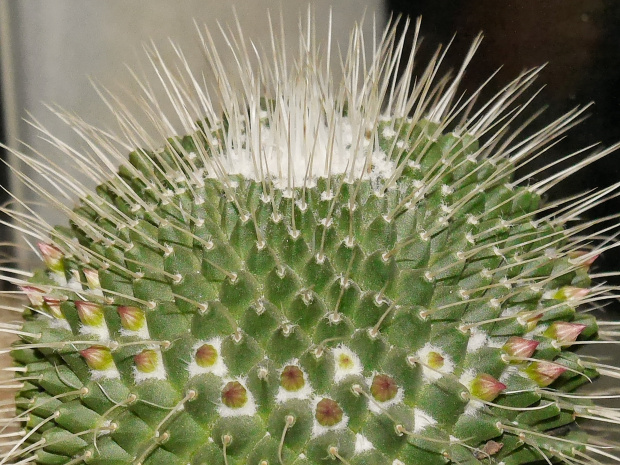 Mammillaria spinosissima v. monospina #kaktusy