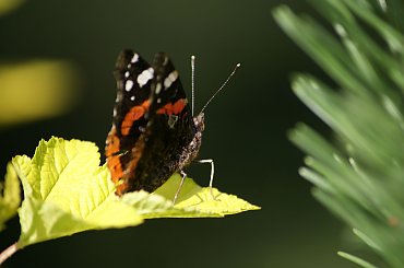 motyle #buterfly #motyl