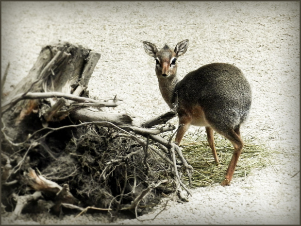 Dikdik