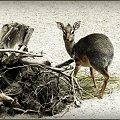 Dikdik