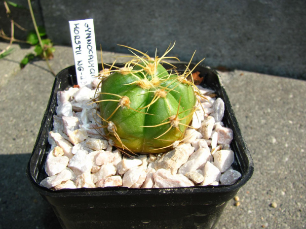 Gymnocalycium horstii WG 23