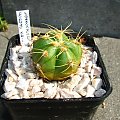 Gymnocalycium horstii WG 23