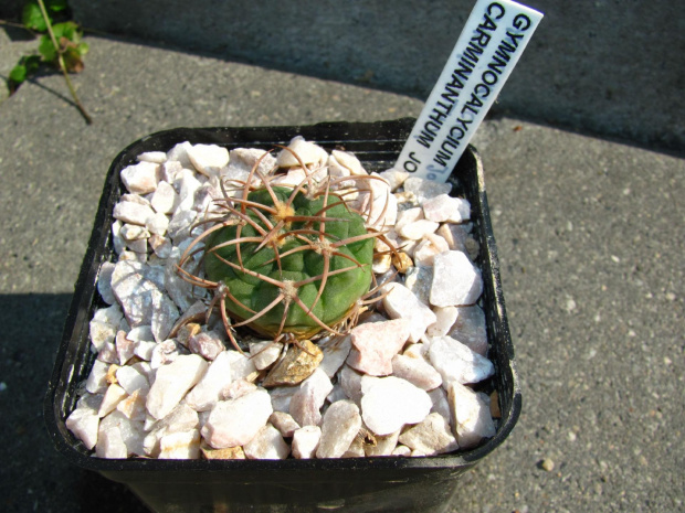 Gymnocalycium carminanthum JO 862