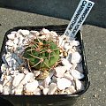 Gymnocalycium carminanthum JO 862