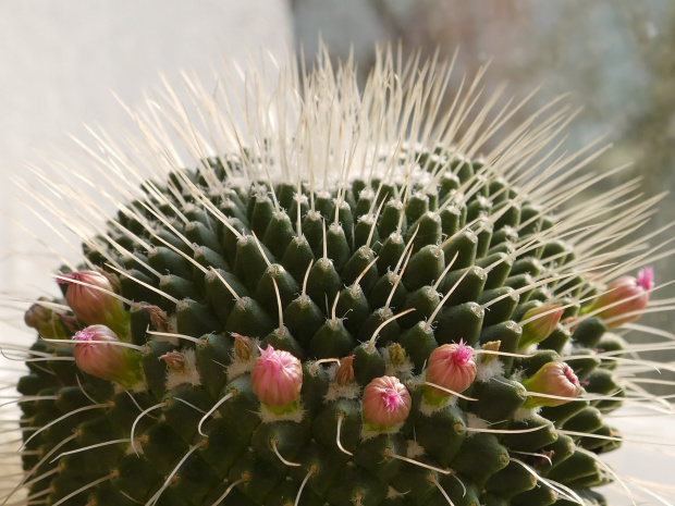 Mammillaria spinosissima v. monospina #kaktusy