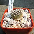 Gymnocalycium alboareolatum v. ramosum VS 58