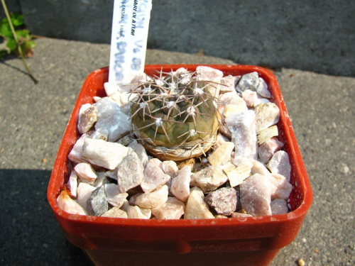 Gymnocalycium alboareolatum v. ramosum VS 58