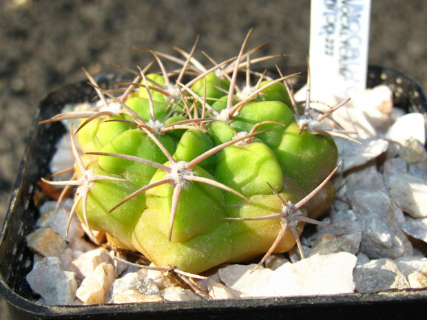 Gymnocalycium mostii JO 222